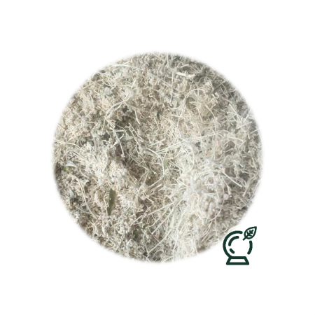 Flor blanca en hierba